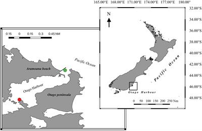 Fast Changes in the Bioenergetic Balance of Krill in Response to Environmental Stress